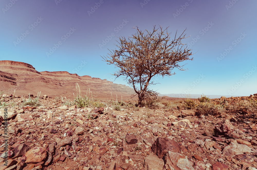 Isolated tree in the moroccan desert, drying, desertification, Isolated tree in the moroccan desert, drying, desertification,
