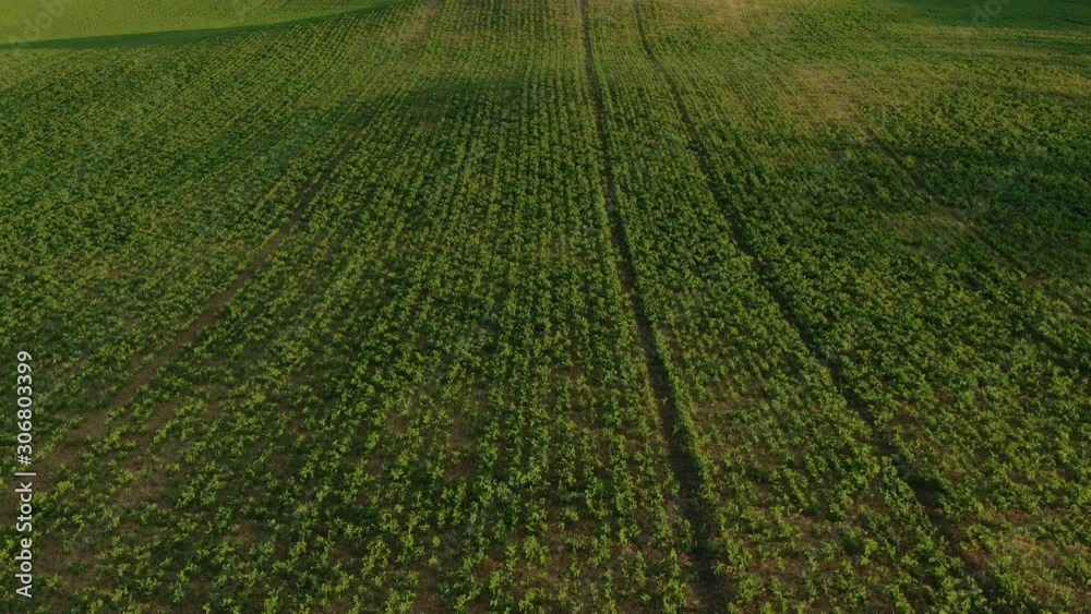 Aerial low and fast Farmers field in the summer. Southern ontario