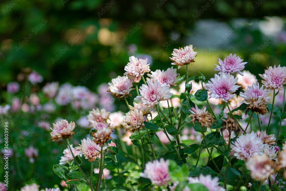 Pink Flowers in Dappled Sunlight with Blurry Background Pink Flowers in Dappled Sunlight with Blurry Background