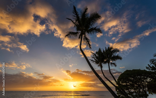 Palm trees at Sunrise on Kauai