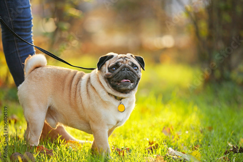 Fotografia Cute pug dog with owner walking in park