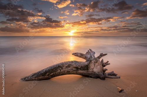 Tree on the beach at sunrise