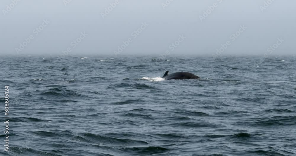 Humpback whale diving and showing off its tail Humpback whale diving and showing off its tail