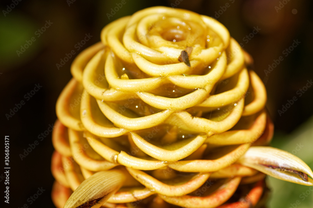 Close up of a tropical plant in the forest
