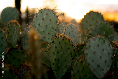 Cacti Drops