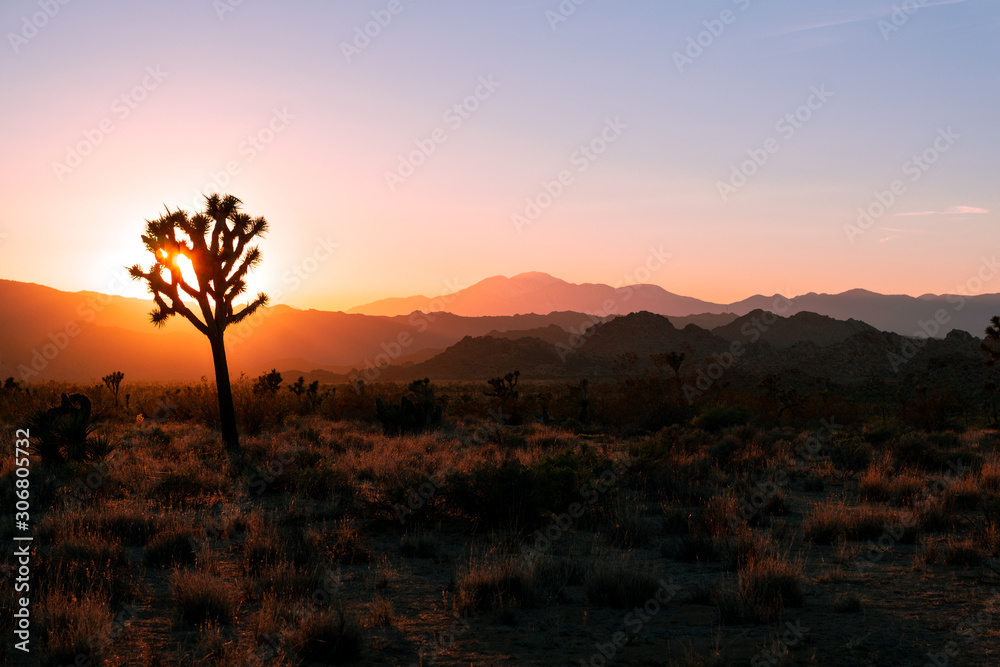 silhouetted Joshua Tree during sunset