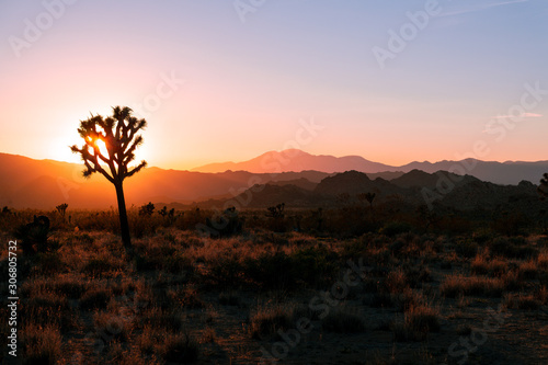 silhouetted Joshua Tree during sunset