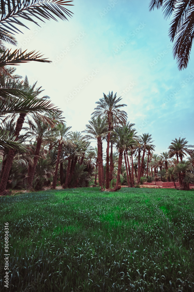 Obraz premium Traditional agriculture in the desert oases in Morocco