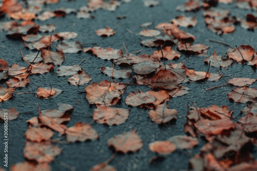 Fallen autumn leaves .