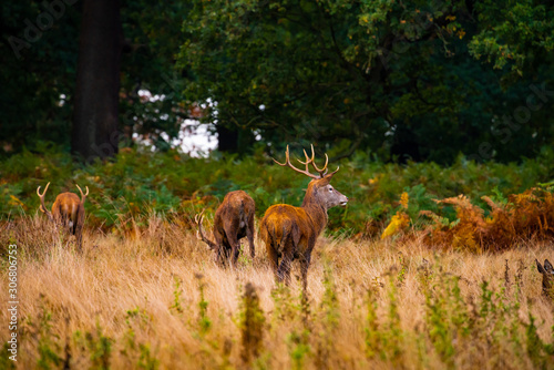 Red deer stags in a field