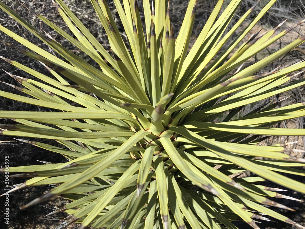 Fototapeta premium Joshua tree, California