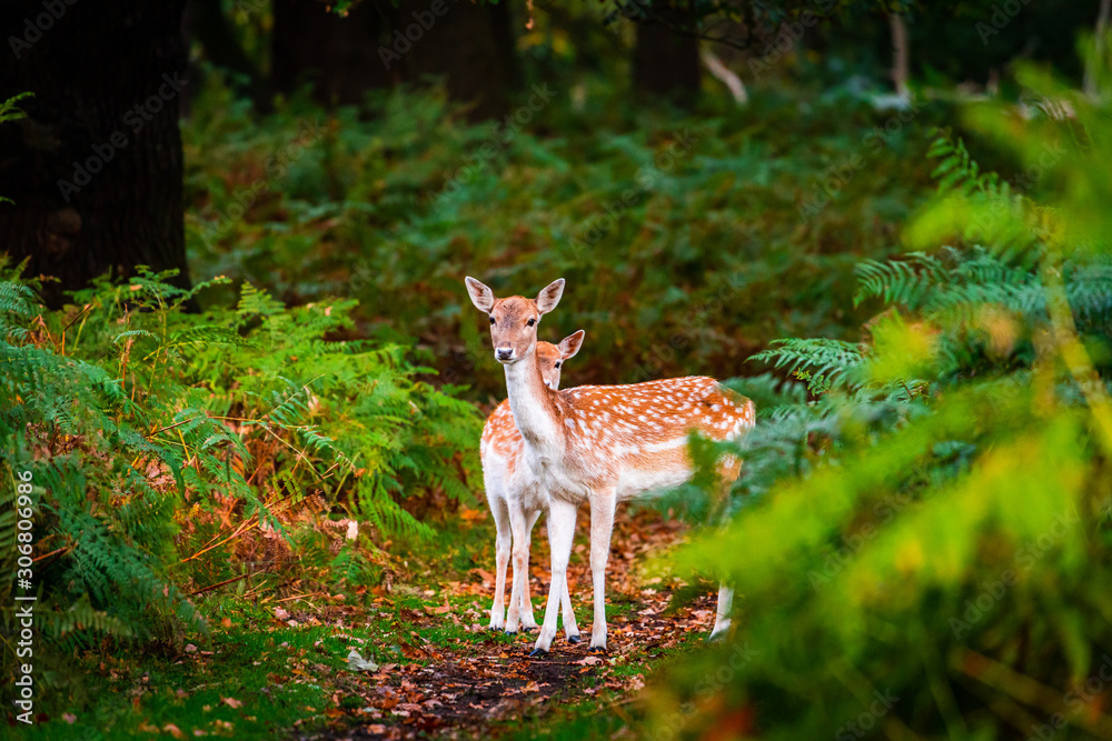 Fallow deer does in forest