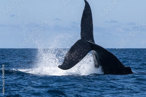 A Humpback whale, Megaptera novaeangliae, raises its powerful fluke out of the sea. The Atlantic population of Humpback whales is still considered an endangered species.
