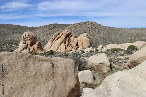 Joshua tree, California