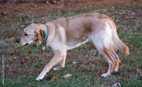 Ridley the Goldador photo