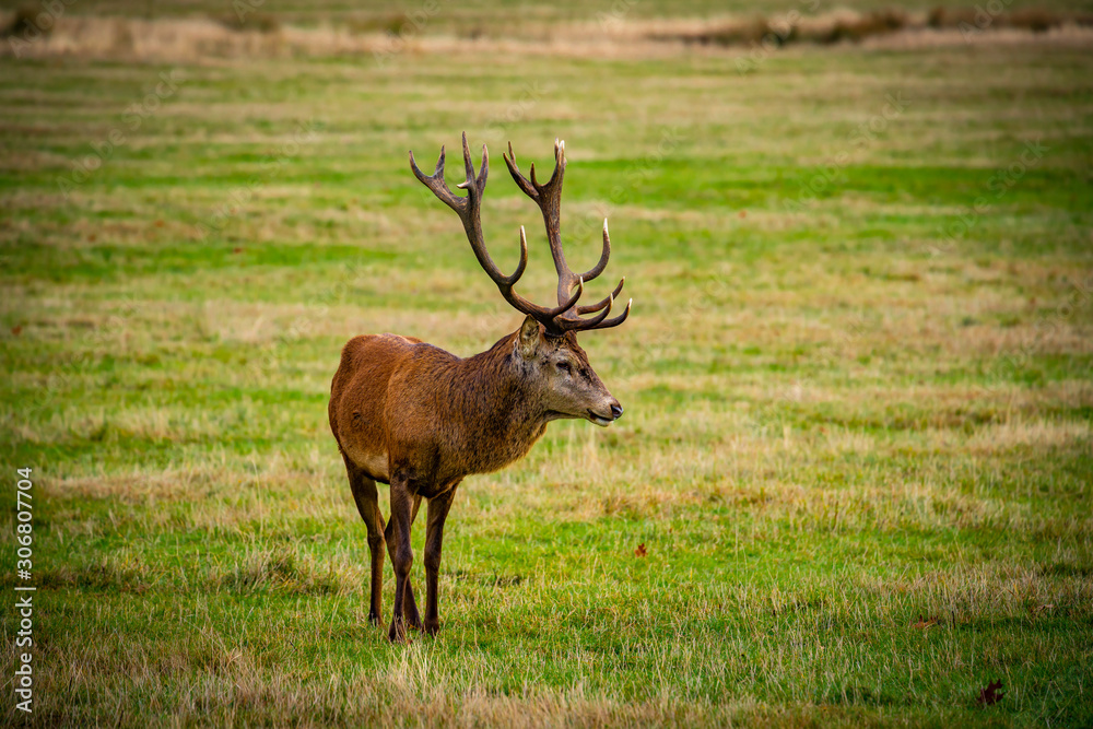 Fototapeta premium Red deer stag on green grass