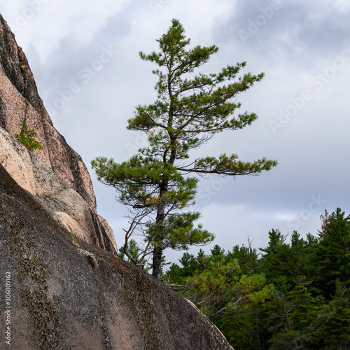 Pine trees growing on rock cliffs George Lake Killarney prov. Park Ontario Canada