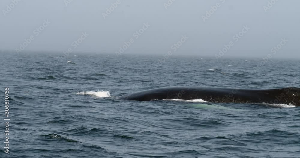 Humpback whale diving and showing off its tail Humpback whale diving and showing off its tail