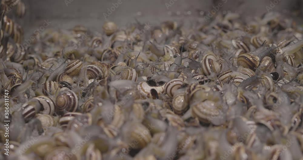 Snails being sold in a market, cabrillas, Caracoles Snails being sold in a market, cabrillas, Caracoles