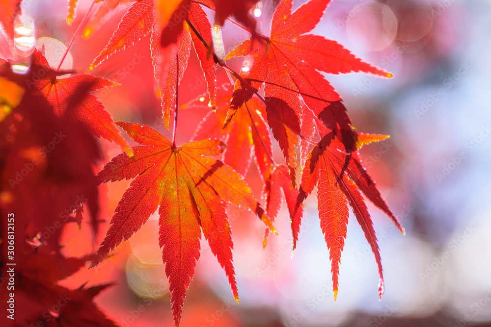 秋の彩り　紅葉の葉