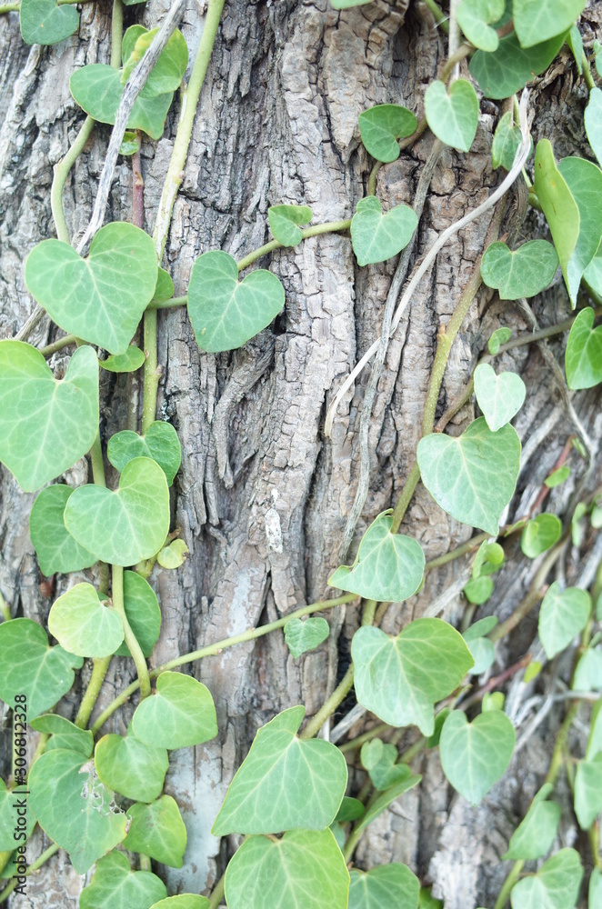 木 木