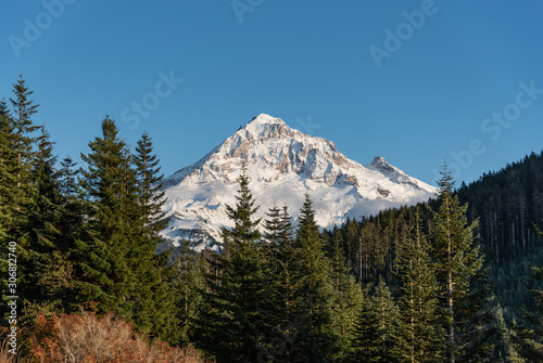 Mt Hood with forest in foreground