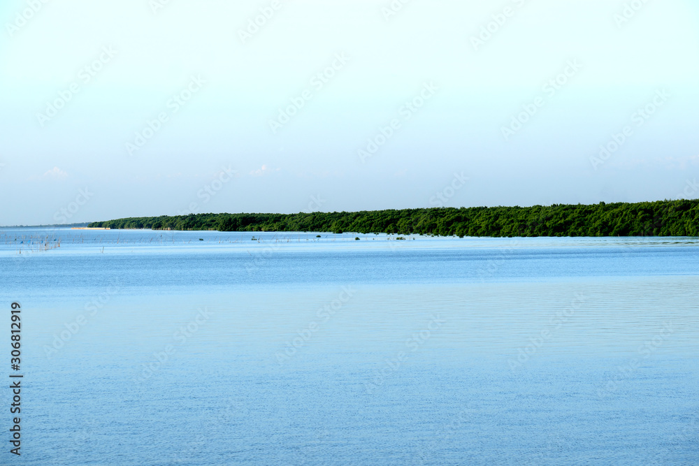 panoramic view of mangrove forest on the sea