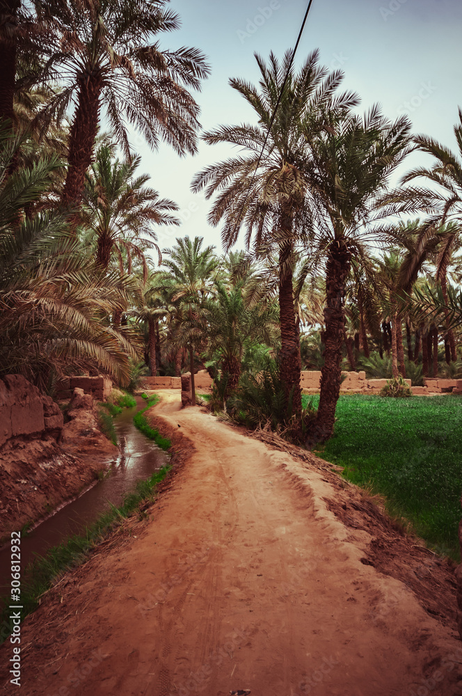 Traditional agriculture in the desert oases in Morocco