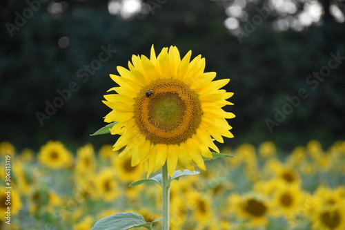 sunflower bee 