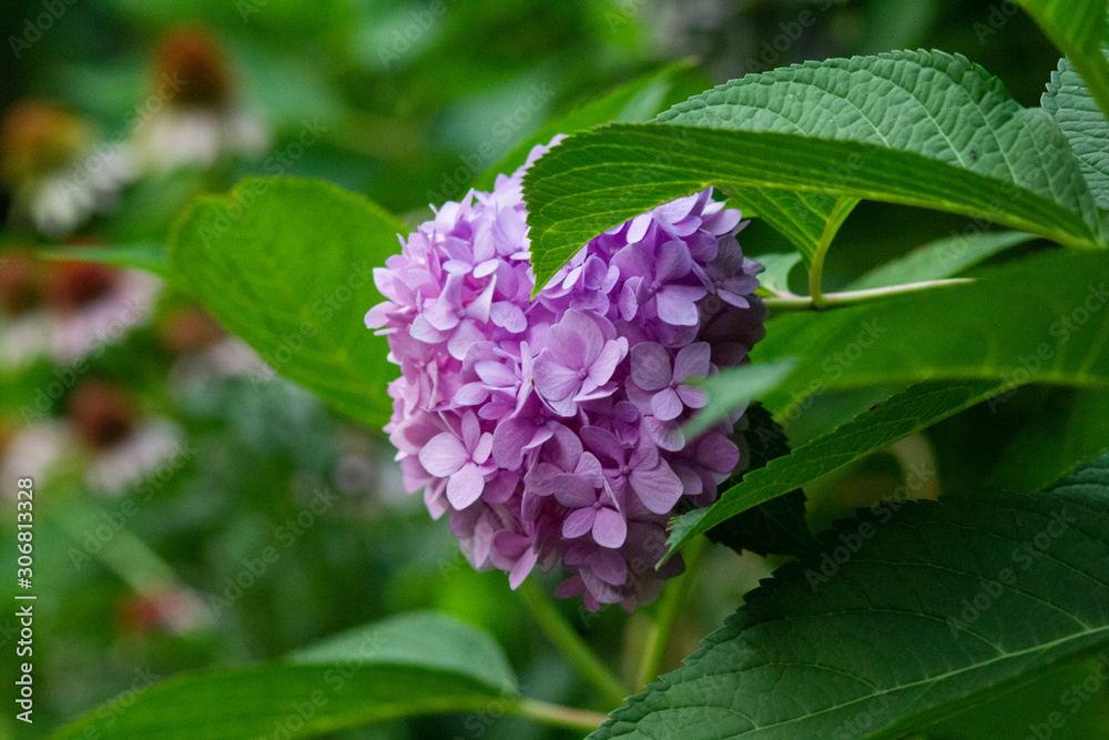 Pink and Purple Hydrangea Blossoms with Blurry Background Pink and Purple Hydrangea Blossoms with Blurry Background
