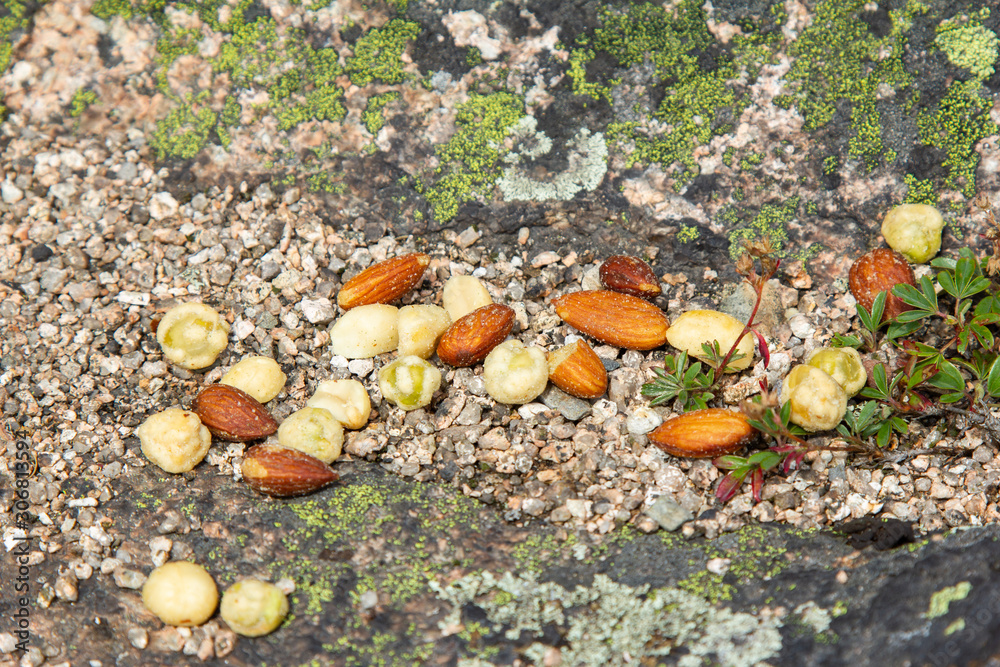 Obraz premium Trail Mix Spilled on Gravel with Small Mountain Plants