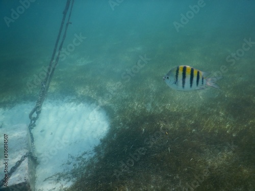 fish in the sea