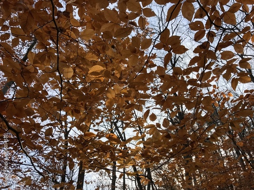 vermont leaves 