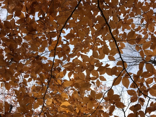 vermont leaves 
