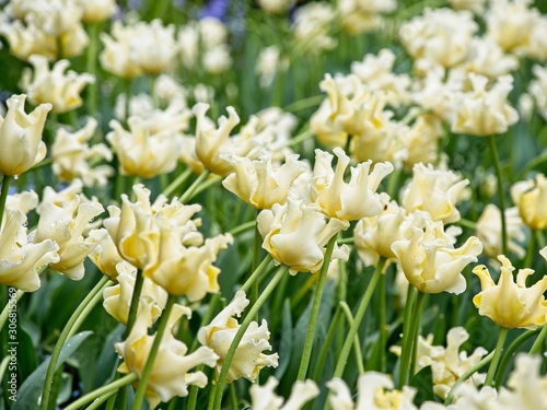 White-yellow tulips