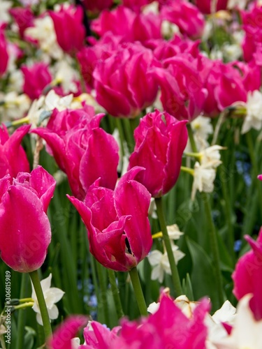 Red and white tulips