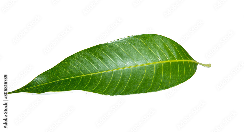 Obraz premium Green lemon leaf isolated on white background