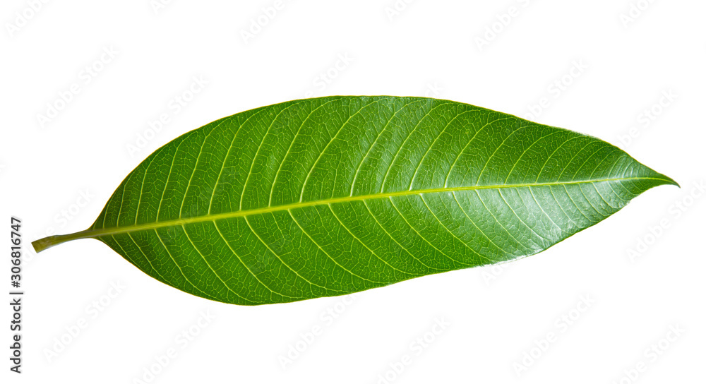 Obraz premium Green lemon leaf isolated on white background