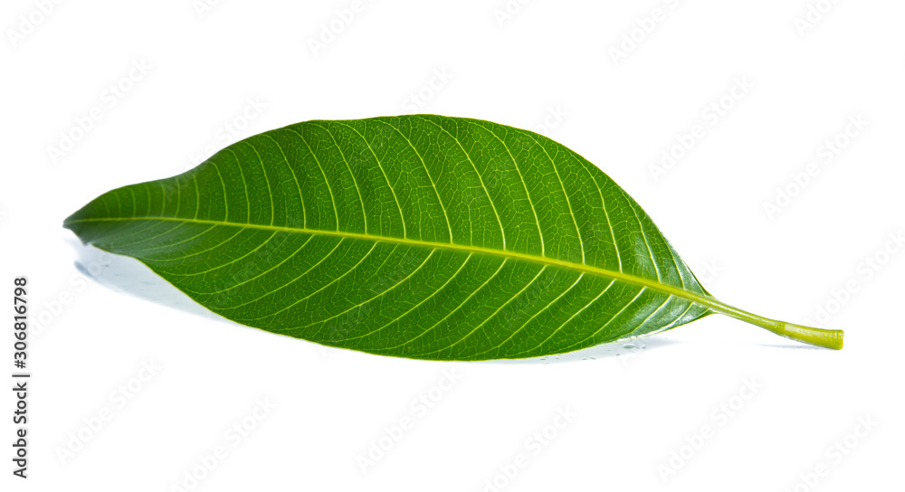 Fototapeta premium Green lemon leaf isolated on white background