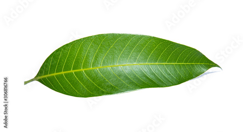 Green lemon leaf isolated on white background