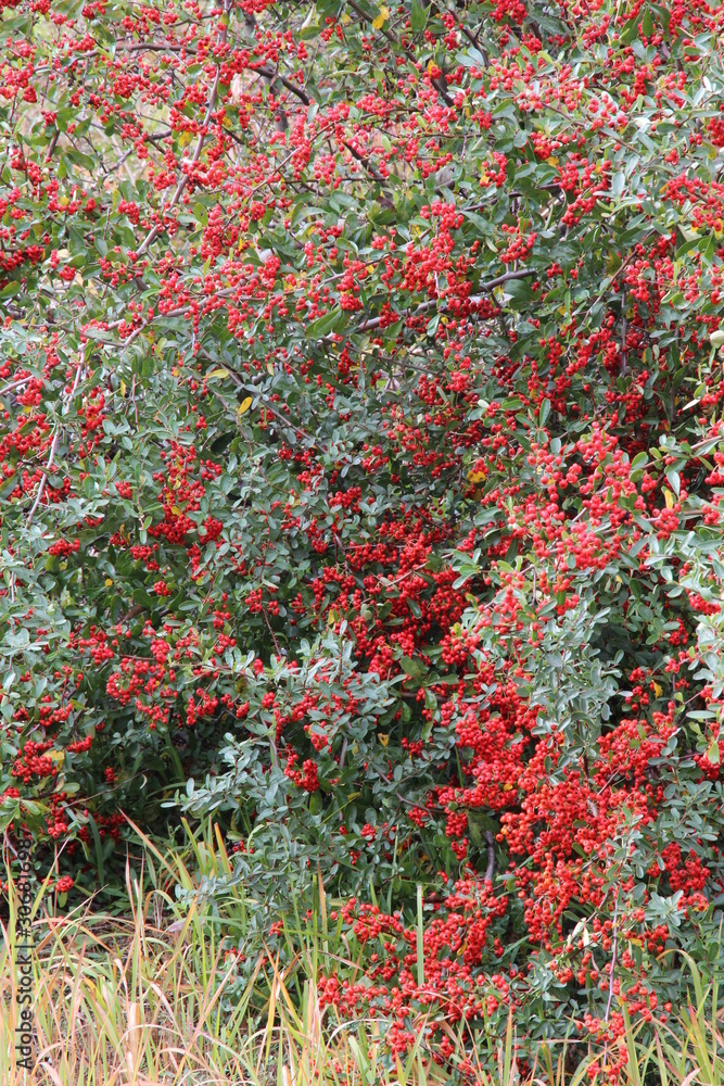 A shrub with lots of small red fruits growing in the middle of green leaves