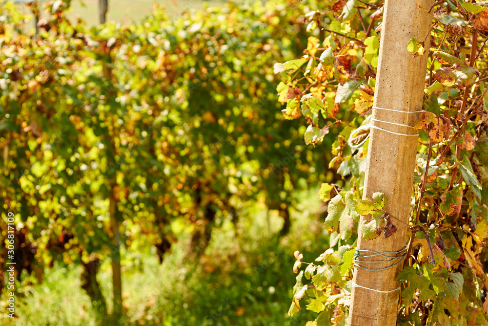 Dolcetto grapes growing in the Langhe region of Piedmont, italy Dolcetto grapes growing in the Langhe region of Piedmont, italy