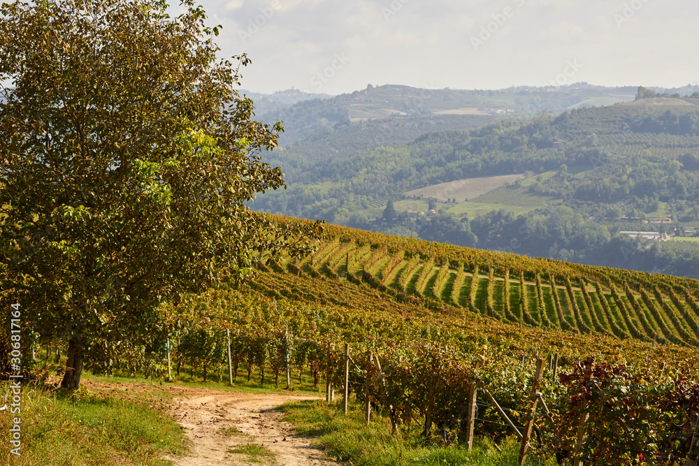 Dolcetto grapes growing in the Langhe region of Piedmont, italy