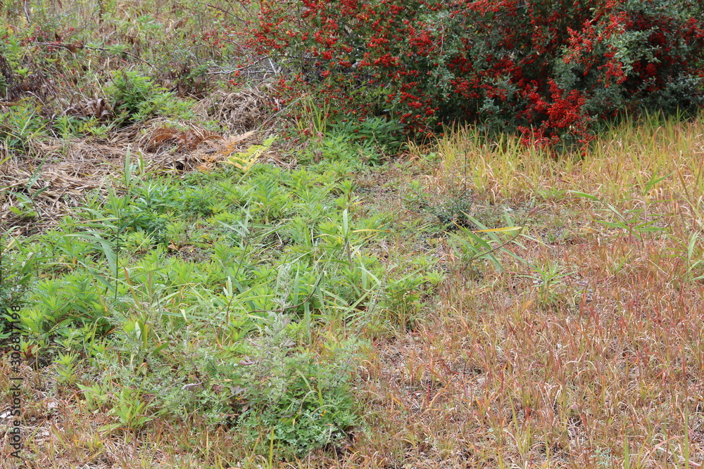 Green meadow and lots of red small fruiting shrubs