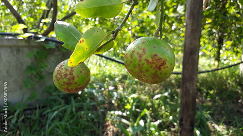 Disease on lemon 