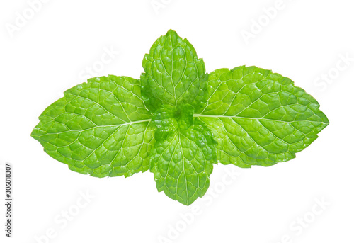 green mint pepper leaf isolated on white background