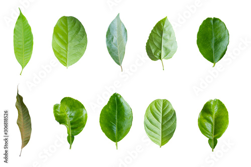 Green leaves set in isolated white background ,cliping path
