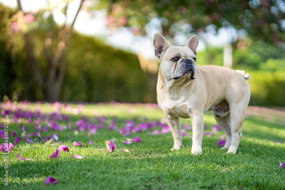 Cute french bulldog standing under Bauhinia purpurea tree in the garden.