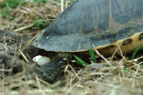 Chicken Turtle (Deirochelys Reticularia) Laying Eggs