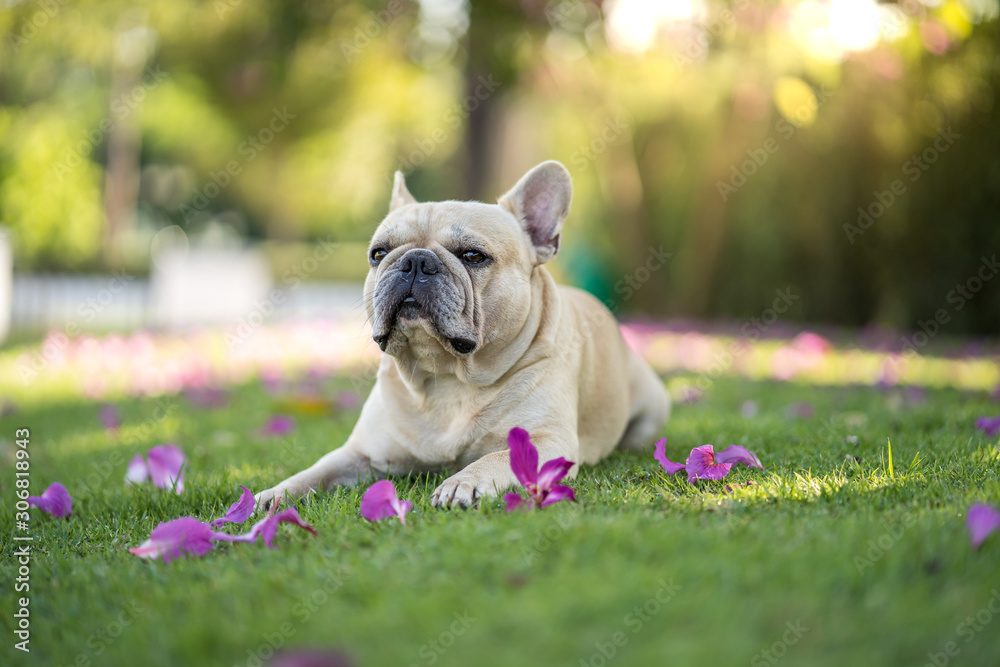 Cute french bulldog playing under Bauhinia purpurea tree in the garden.